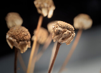dry inflorescences of chamomile medicinal in winter
