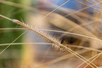 Trawa rozplenica japońska Pennisetum źdźbło trawy, delikatne, rozmyte na tle pięknego...