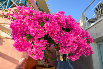 Blooming bougainvillea flowers on Santorini. Cyclades, Greece