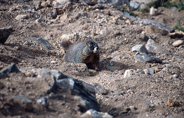 Marmot between rocks, Rocky Mountains