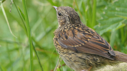 Dunnock searching for food on ground