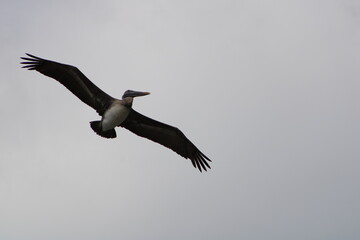 pelican in flight