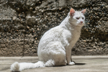 Naklejka na ściany i meble white cat on the street