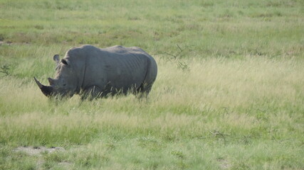 Fototapeta premium rhino in the savannah