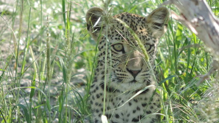 leopard in the tree
