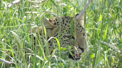 leopard resting in the grass