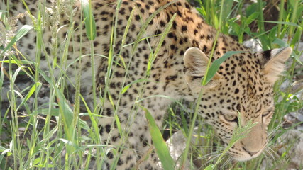 leopard in the grass