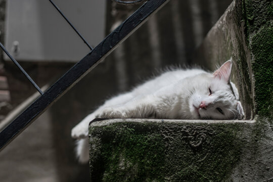 cat sleeping in the camacho street
