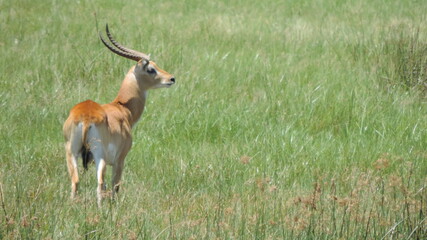 impala in the savannah
