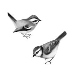 Birds, isolated on white. Black and white painting