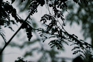 branches of a moringa tree