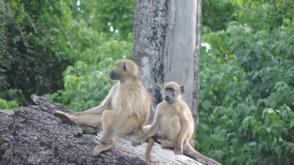 Fototapeta na wymiar baboon sitting on a TREE