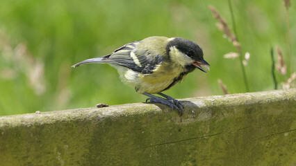 Great Tit sitting on a fence UK