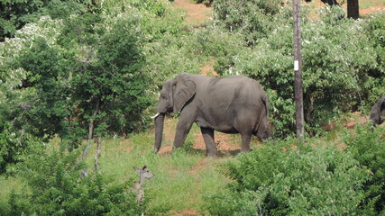 Fototapeta premium elephants in the wild