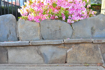 Stone Bench in Spring with George Tabor Azalea ( southern indica )
