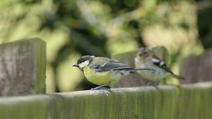 Great Tit sitting on a fence UK