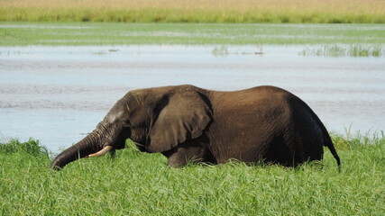 Naklejka na ściany i meble african elephant in the river
