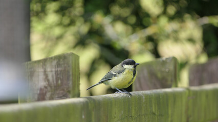 Great Tit sitting on a fence UK