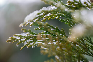 Drzewo iglaste ze śniegiem z kroplami deszczu. Zdjęcie ze scenerią zimową.  © Magdalena