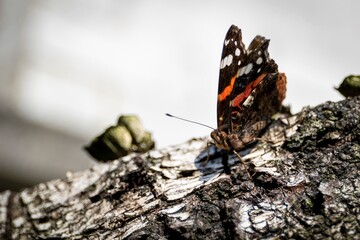 A macro portrait of an atalanta butterfly sitting on the bark of a cut down tree. The wings and the...