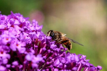 A closeup portrait of a bee sitting on small purple flowers of a butterfly bush. The insect is collecting the nectar of the flowers to bring back to its hive.