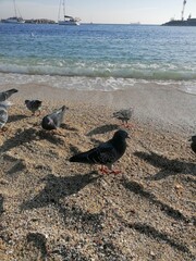 Seagulls and doves in the sea