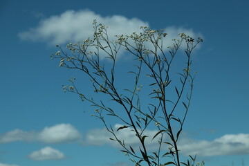 Flores