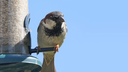 House Sparrow feeding from bird table with blue background copy text