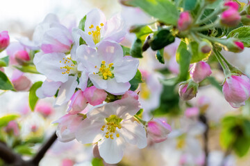 Apple blossoms. Apple tree flowers close up in sunny weather
