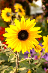 Yellow sunflower flower, in the flower Park.