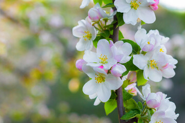 Apple blossoms. Apple tree flowers close up on blurred background