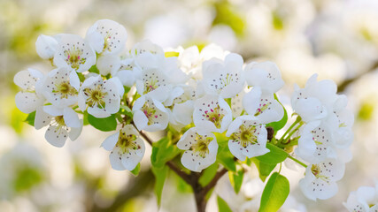 Pear flowers close up on a light background. Flowering of a strawberry