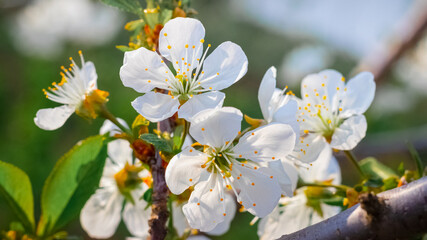 Fototapeta na wymiar Cherry blossoms. White cherry flowers on a blurred background