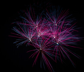 Coloured firework exploding at a fireworks display.