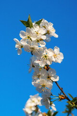 Cherry blossoms. White cherry flowers on a background of blue sky