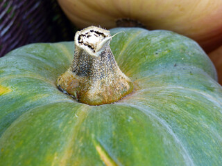 Pumpkin Detail, Macro