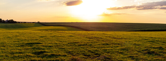 Spring or summer field with green grass during sunset