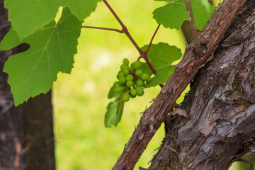 A beautiful vine with grapes at the beginning of growth.