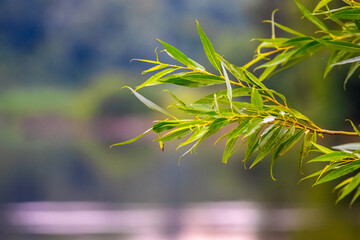 Willow branch with green leaves near the river, summer background