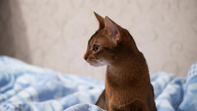 Abyssinian cat sits on the bed and looks around. Abyssinian kitten explores the world around. Cat turns its head