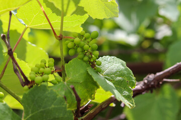 A beautiful vine with grapes at the beginning of growth.