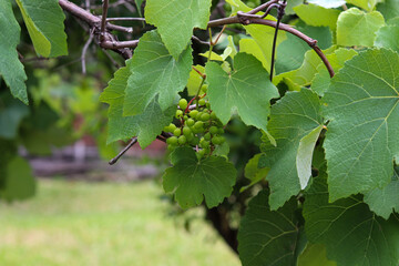 A beautiful vine with grapes at the beginning of growth.