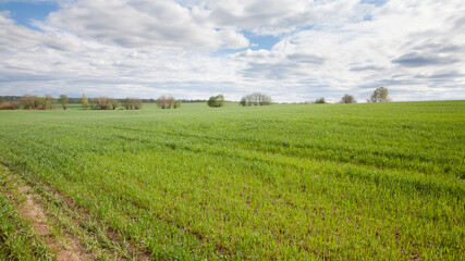 Fototapeta na wymiar shoots of wheat in the fields. Landscape with a wheat field in spring.