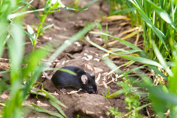 Mouse on the field. Small mouse close-up.
