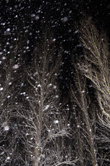 Winter night with snow falling. Snowfall, trees in forest	