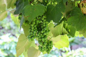 A beautiful vine with grapes at the beginning of growth.