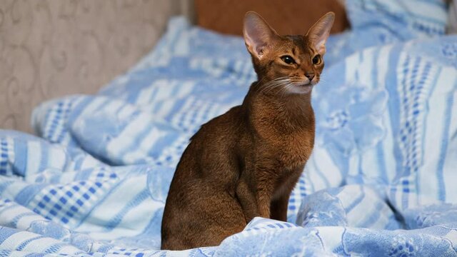 Little abyssinian cat sitting on the bed. Beautiful abyssinian kitten