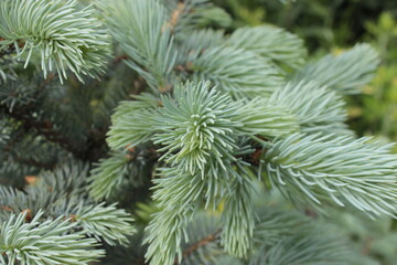 Naklejka na ściany i meble Young shoots of blue spruce, use for background.