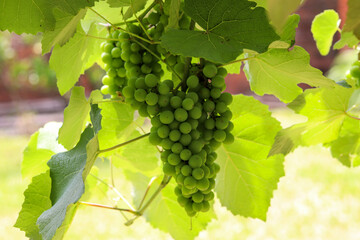 A beautiful vine with grapes at the beginning of growth.