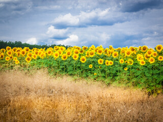 SUNFLOWERS 1